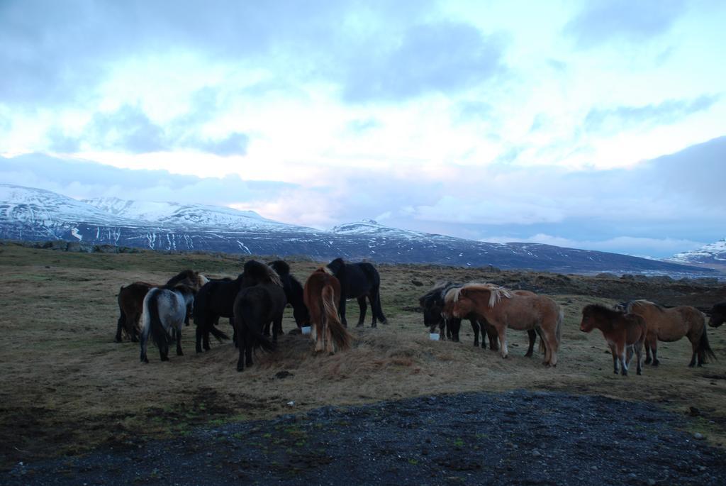 Helluland Guesthouse Saudarkrokur Bagian luar foto